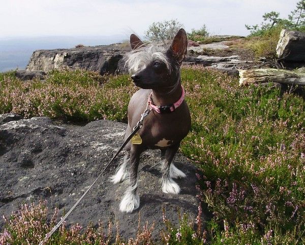 Barca Candy ze Zeme pokladu