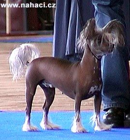 Betty z Jasne hvezdy