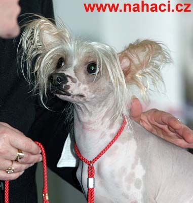 Cecilie Hvezda Ostravy