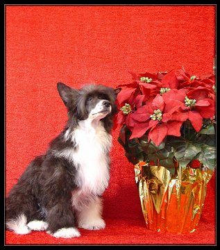 Bourbon Street The Peace Maker