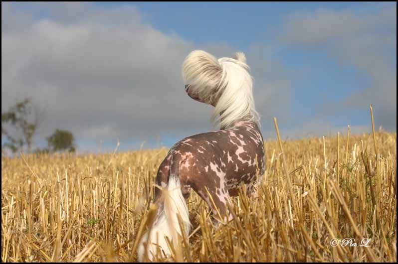 Tiny Diamonds Jewel In The Crown