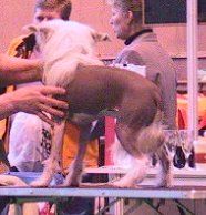 Blandora All Gunns Ablazing