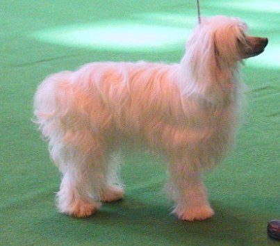 Jayanemee Our Dennis