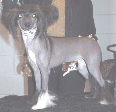 Debe's Chase the Night Away