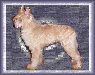 Robrex's Bebe Whine N