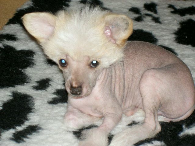 Little Hobbits Berylla Beutlin