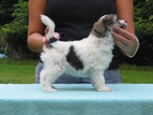 Wickhaven No Bones About It 