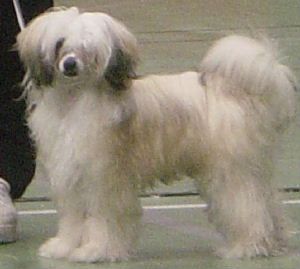 House Of Fun's Baron von Bajas