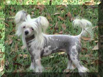 Kamaji's Moonlight Sonata