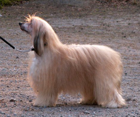 Hedy Lamarr De GabriTho 