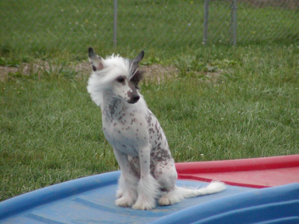 C-Cruz's Split Image