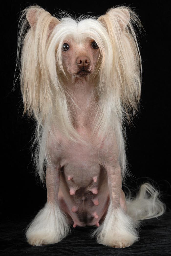 Fantastik Kashmir Tiffany