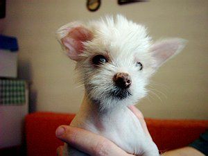 Abigail Doll Nino de la Calle