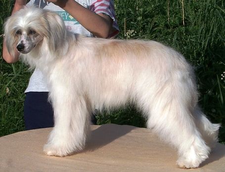 CZARTA Najmilsze Psy