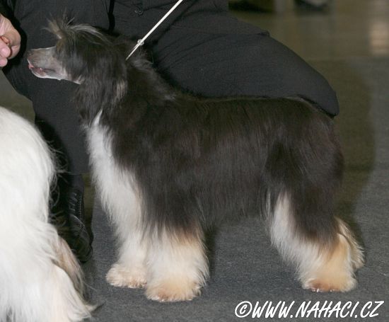 Nonlana Pokerowy Zywot Super Ciapki