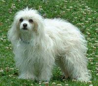 Toulia du Domaine de Jolea