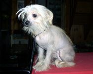 Napoleonka Complement