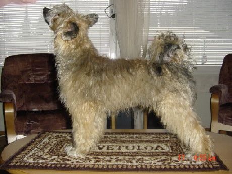 Mooncrest Bestmans Hit