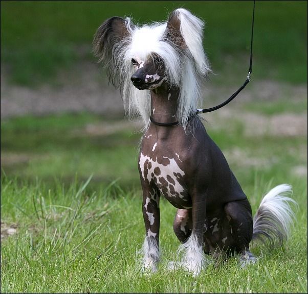 Moonswift Swallow Indigo