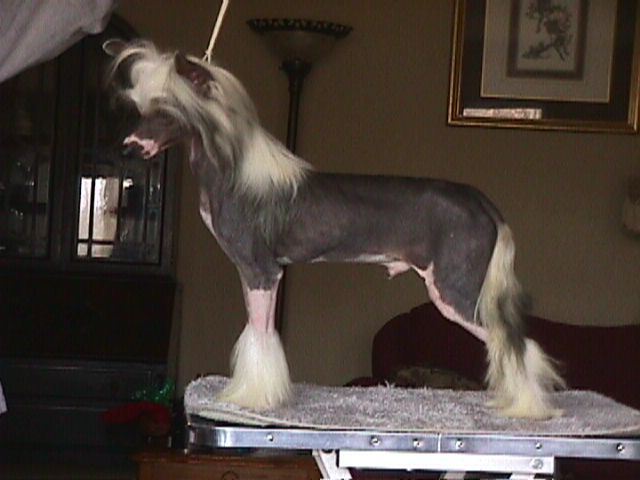 Whisperlane Pedal To The Metal