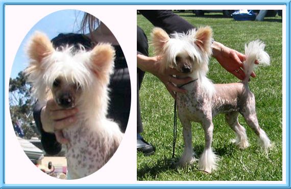 Kilfenora Red Emperor