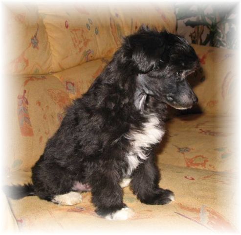 Spirit Of Mantra's Frankenstein