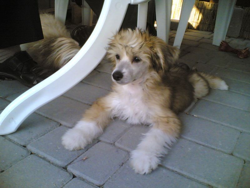 Bronson Garden Roses