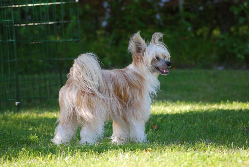 M-Ligans Princess Of The Dawn