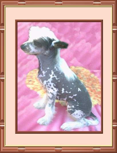 Florida vom Erfurter Dom