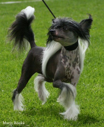 Only The Best My Bitch Electra