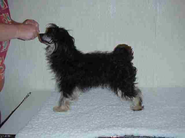 Layne's Tulku Puff-N-Stuff