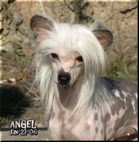 Recondita Armonia Della Castafiore 