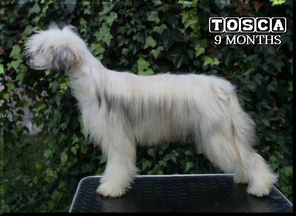 Vissi D'Arte Della Castafiore 