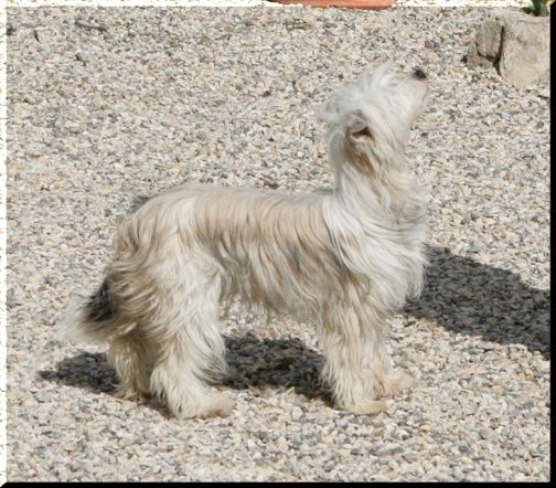 Elektra  della Castafiore