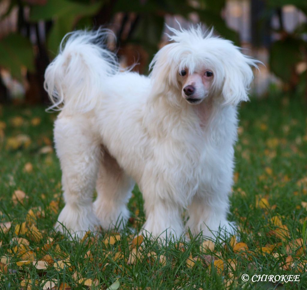 Moonwalker von Shinbashi