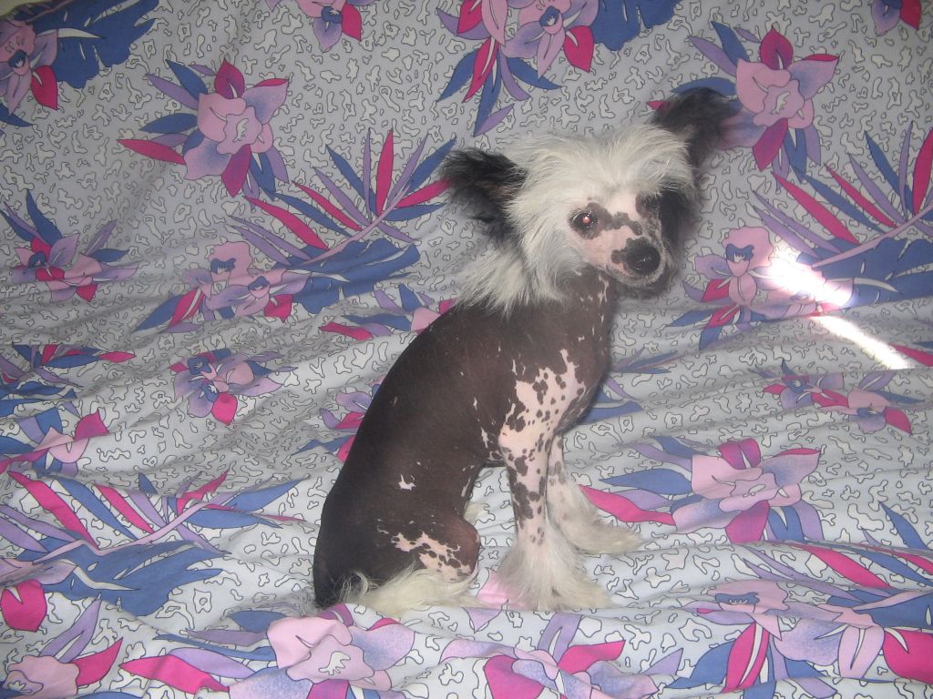 Moonswift Sweet Marguerite