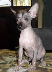 Oriental Jokes Andiamo