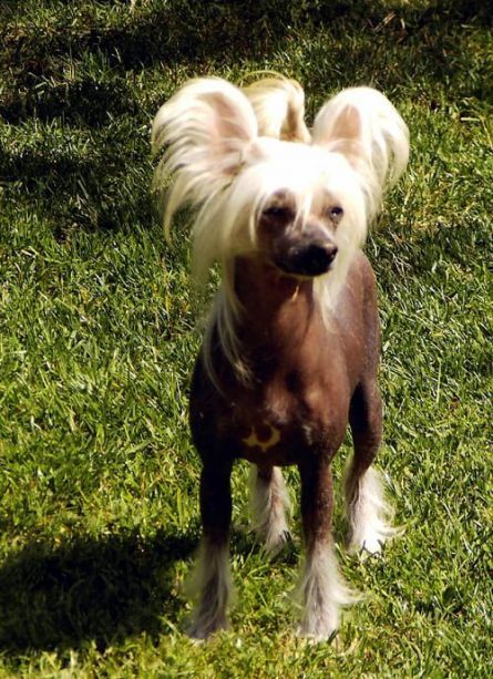 Oriental Jokes Alanis