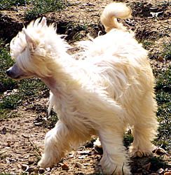 Oriental Jokes Aziza