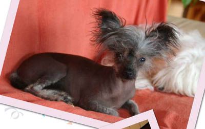 Oriental Jokes Annabelle