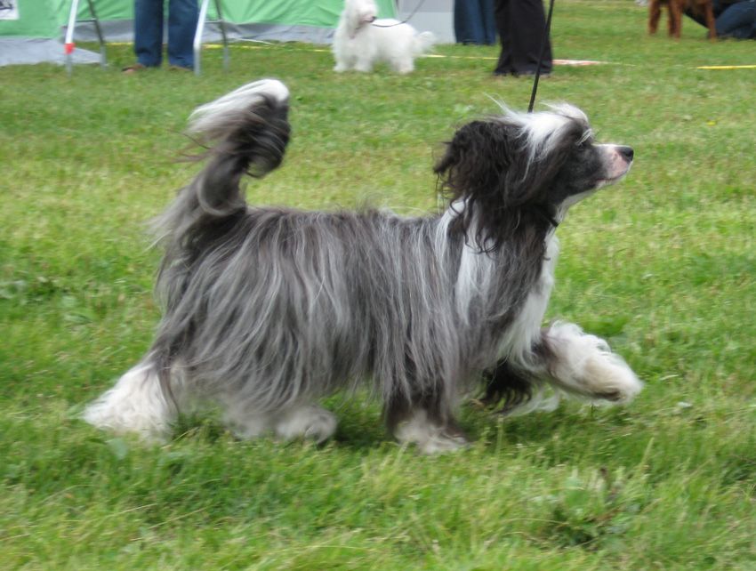 Stormblåstens Latest Model