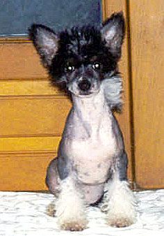 Azalee de l'Arche de la Tuilerie