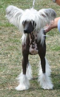 Twice as Nice Hells Angel 