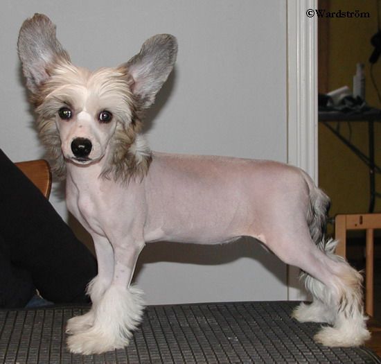 Twice as Nice Hells Bells