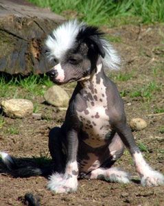 Dogs of Dark Metal Melitia