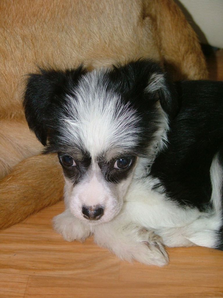 Dogs of Dark The Unforgiven