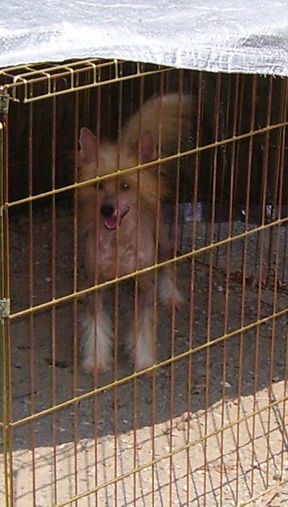 Spiritual Foxy Vixen