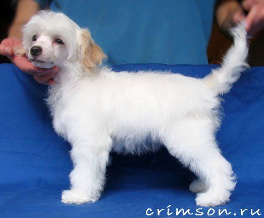 Rus Crimson Empaer Zevs