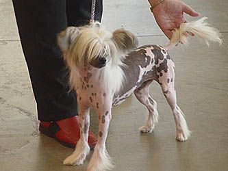 Hugo Boss of Honeycroft