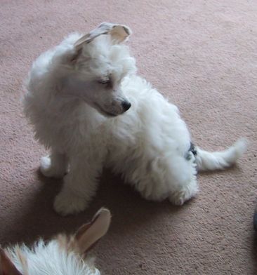 Splfyr Bewitch Nbedazled